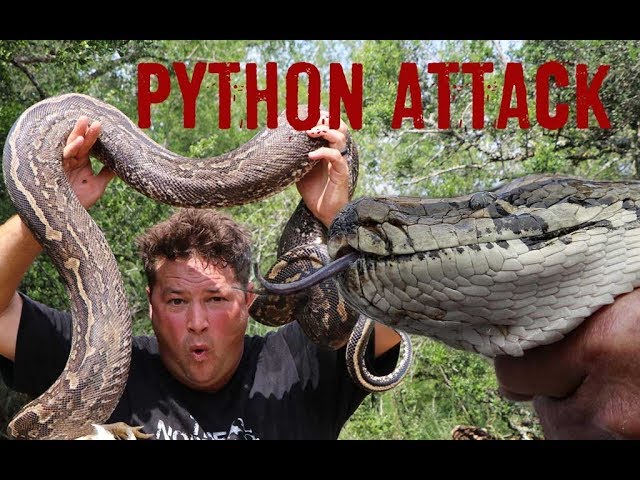 WATCH Coming Face to Face with a Wild Rock Python in South Africa - SA ...