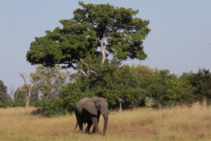 FILE PHOTO: A young bull elephant is seen in the Okavango Delta