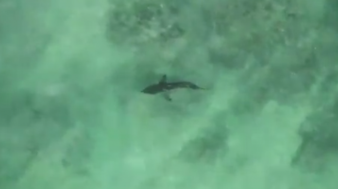 Shark Jeffreys Bay Shark Jeffreys Bay