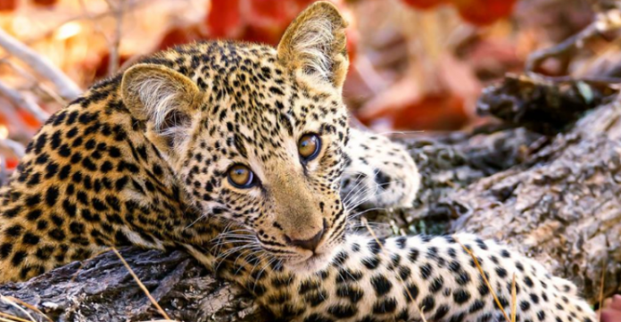 big cats big cats