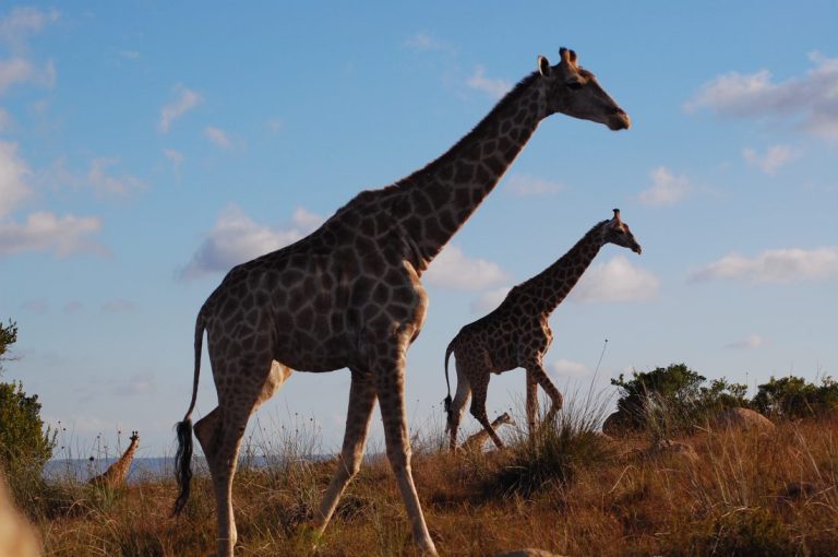 giraffe