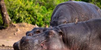 hippo Kruger Park