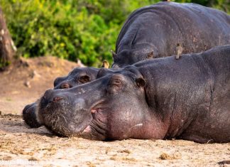 hippo Kruger Park