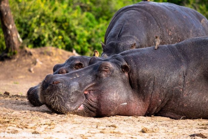 hippo Kruger Park hippo Kruger Park