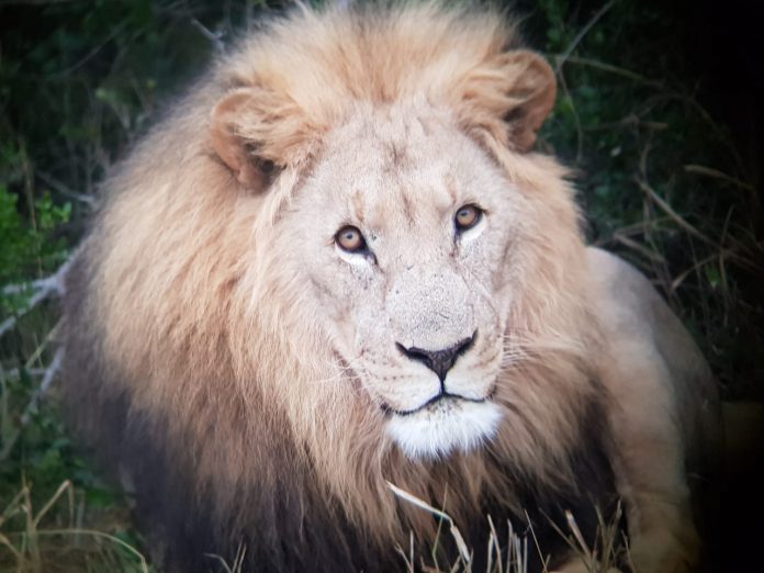 sibuya lion