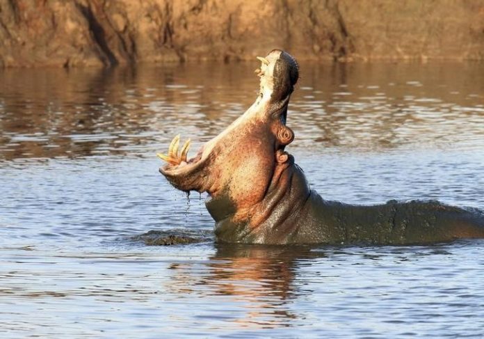 A hippopotamus yawns at sunset in Kenya's Tsavo West National Park