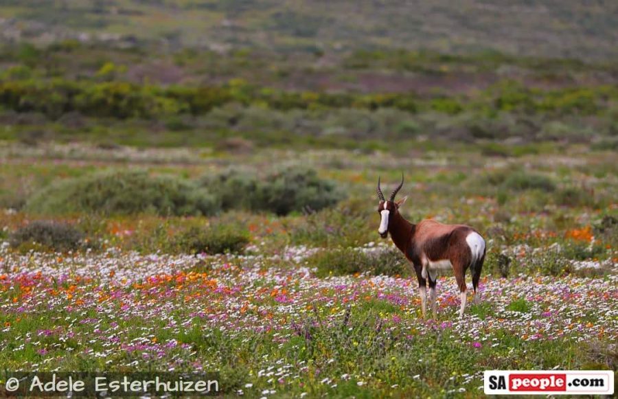 West Coast wildflowers South Africa