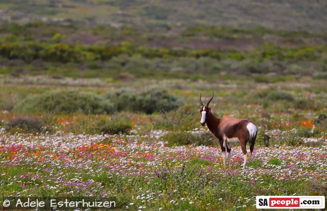 West Coast wildflowers South Africa
