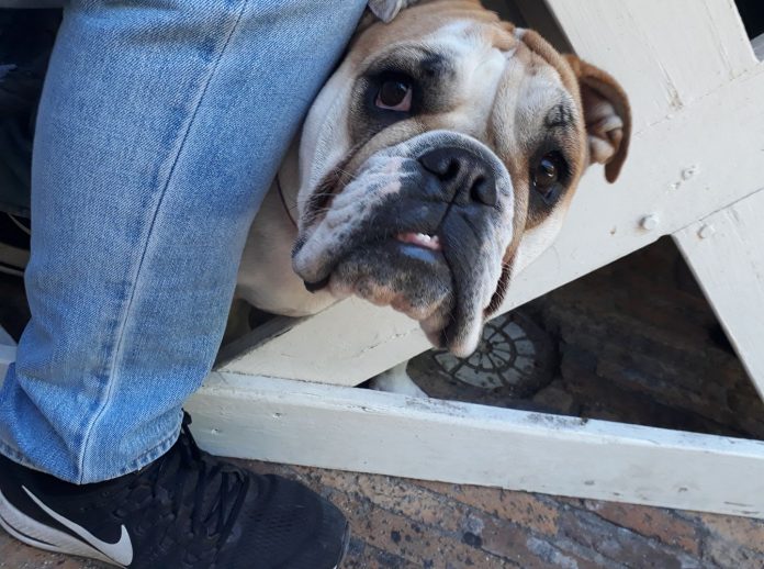 bull dog