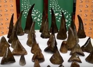 rhino-horn