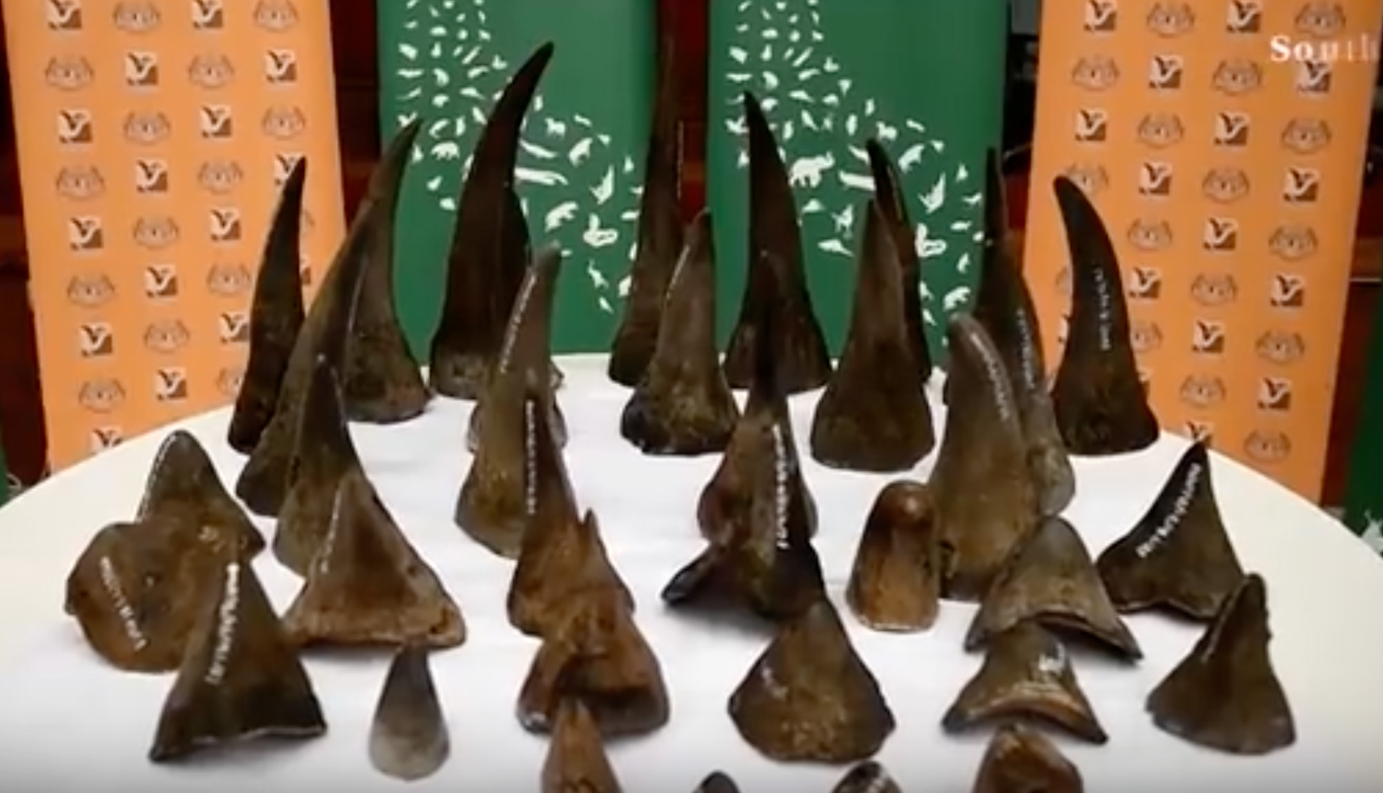 Malaysia Seizes RecordBreaking 50 Rhino Horns Worth 12Million