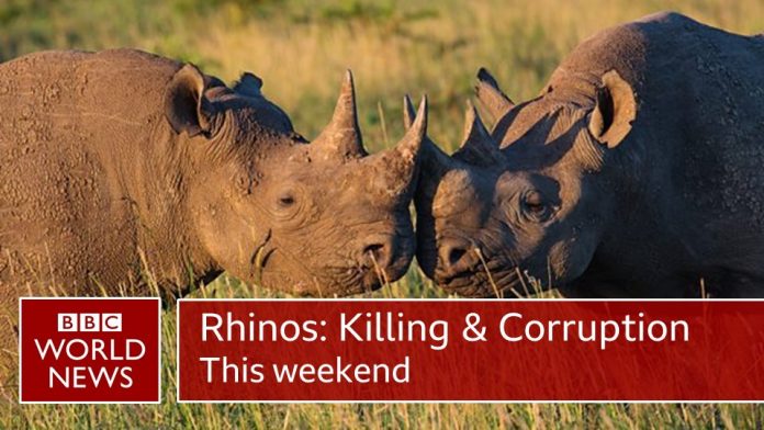 rhinos bbc