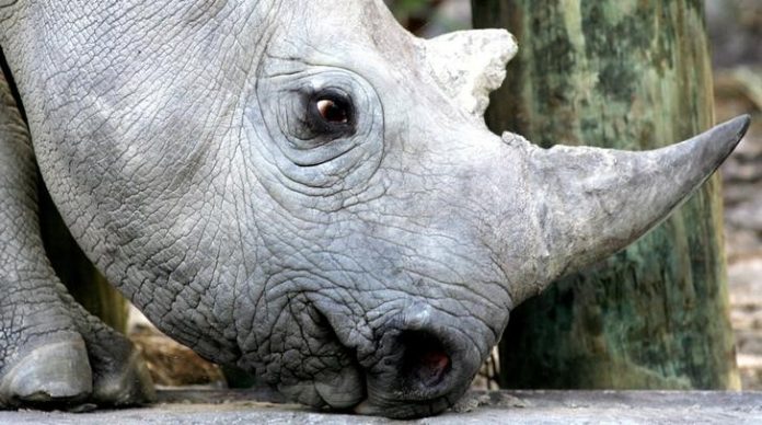 FILE PHOTO: A 33-month-old black rhino is seen at a game reserve near Cape Town, South Africa