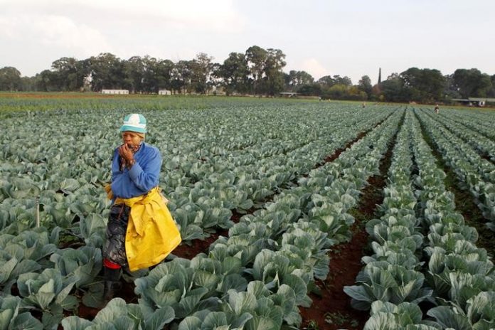 FILE PHOTO: A worker walks between rows of vegetables at a farm in Eikenhof