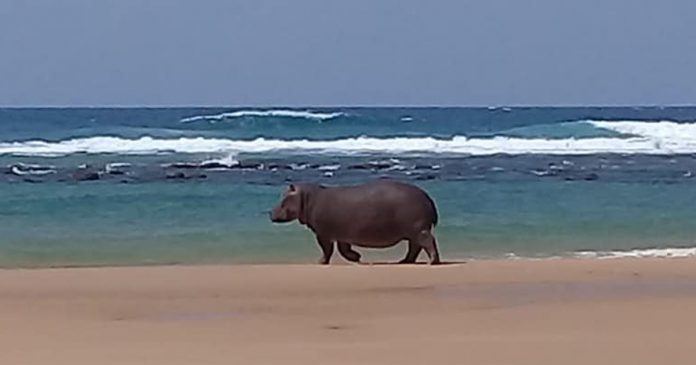 hippo-swim-sea
