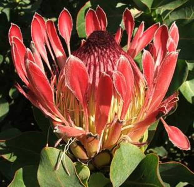 South Africa's Proteas Identifying Every Type, Including