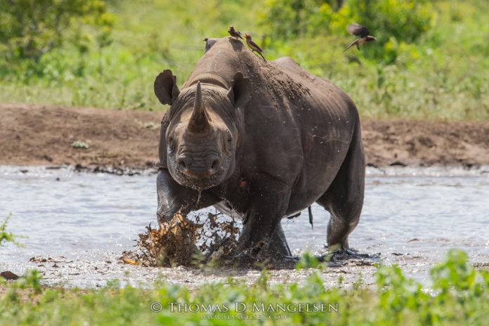 Mangelsen_Saving_the_Wild-Black_Rhino_Charge-1024x683