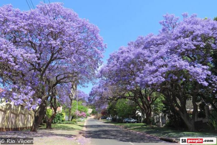 jacarandas 3