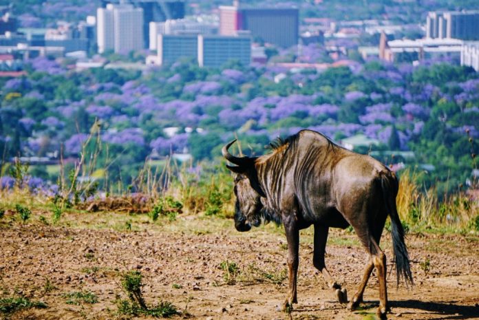 wildebees