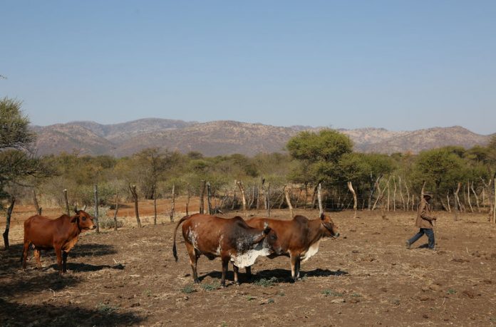 A Villager tends to his cattle in Moruleng, a small mining community, in Rustenburg, Northwest province