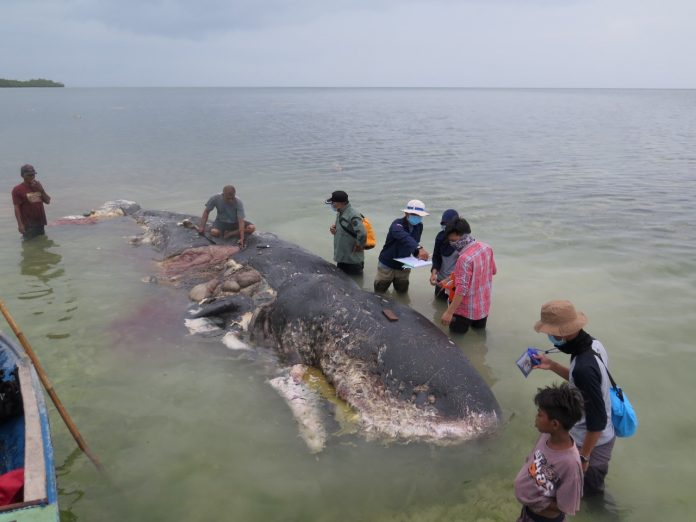 A stranded whale with plastic in his belly is seen in Wakatobi