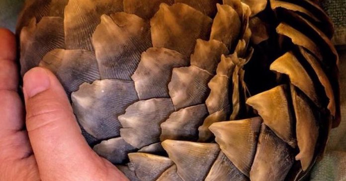 baby-pangolin-th