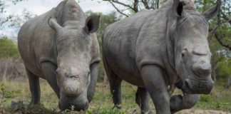 rescued-rhinos@hesc