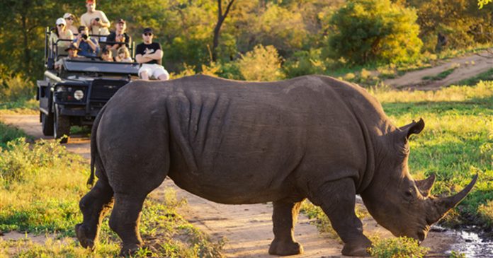 rhino-south-africa