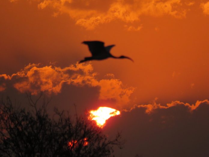 benoni sunset hadeda