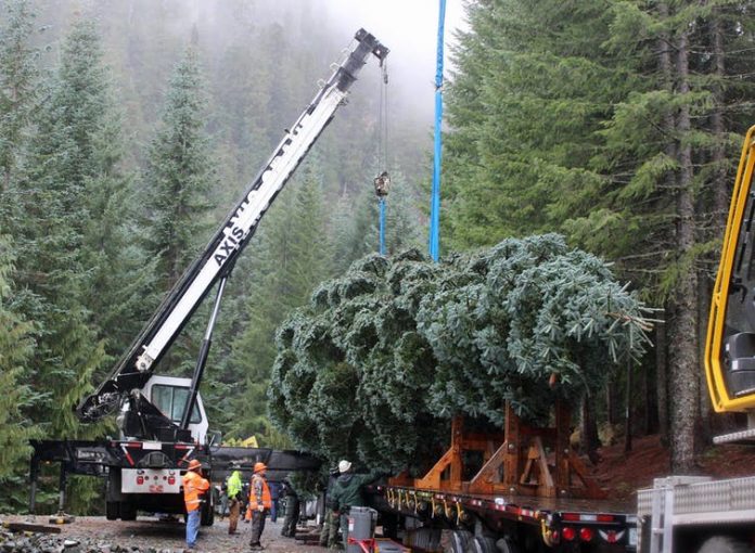 christmas trees