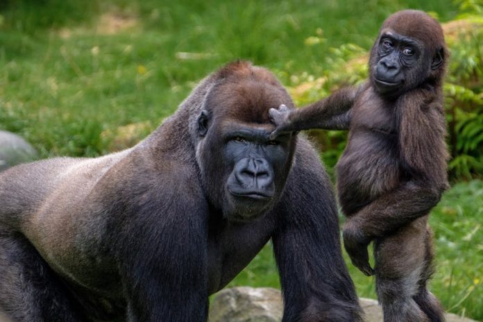gorillas gorillas
