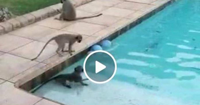 monkeys-swimming-pool-durban