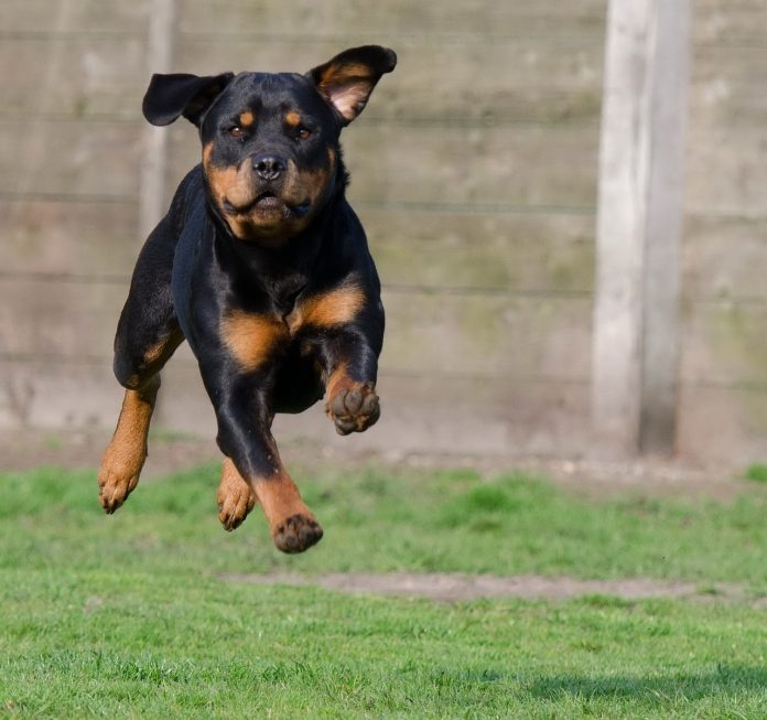 rottweiler--pix