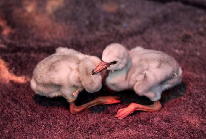 2019-01-31T032620Z_1_LYNXNPEF0U05W-OZATP_RTROPTP_4_OZATP-US-SAFRICA-FLAMINGOES