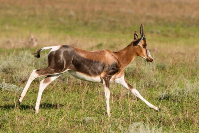Bontebok 4