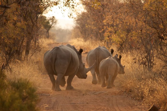save-the-waterberg-rhino-Patrick-Bonior-Wild-Revolution-safari-news-1