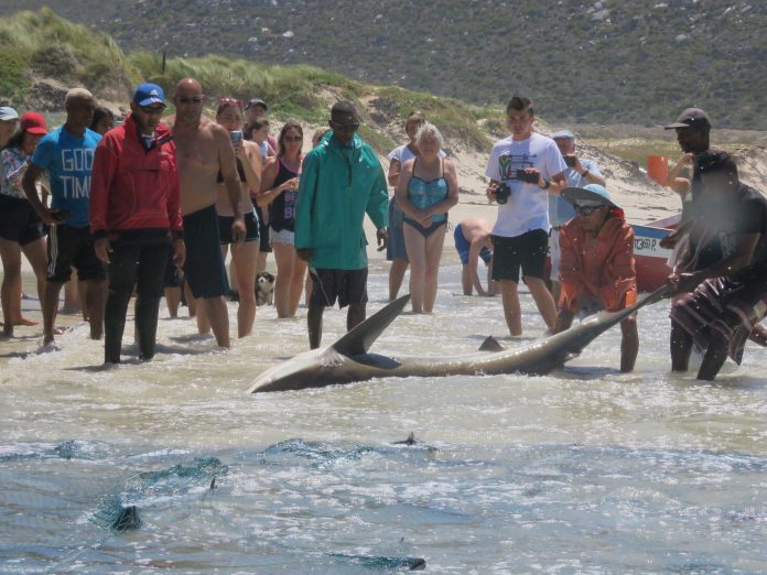 sharks 3