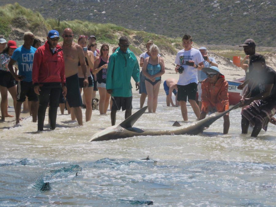 WATCH Bronze Whaler Shark Caught in Fish Hoek Fishing Nets and Set Free