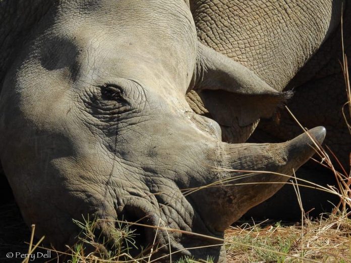 white rhino