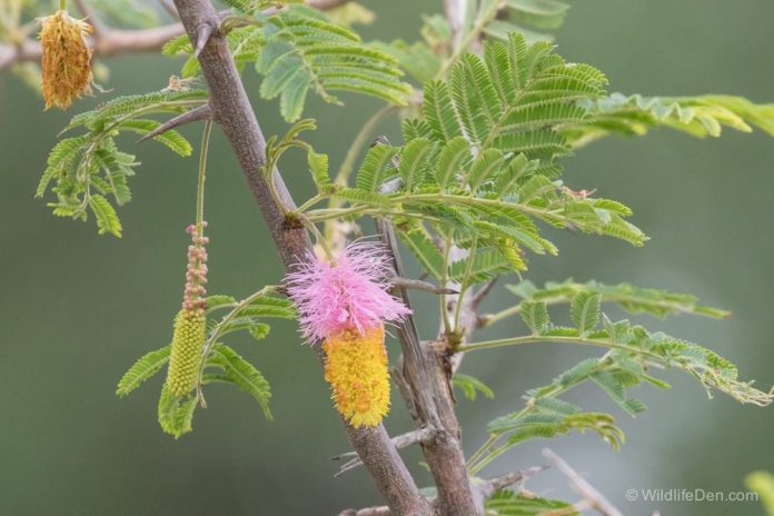 Sickle Bush 3