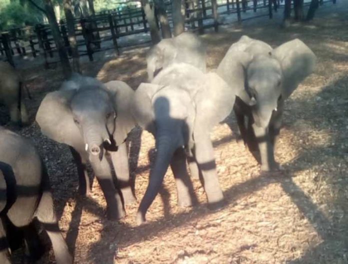 elephants 4