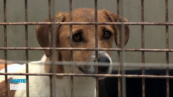 free-state-animal-shelter