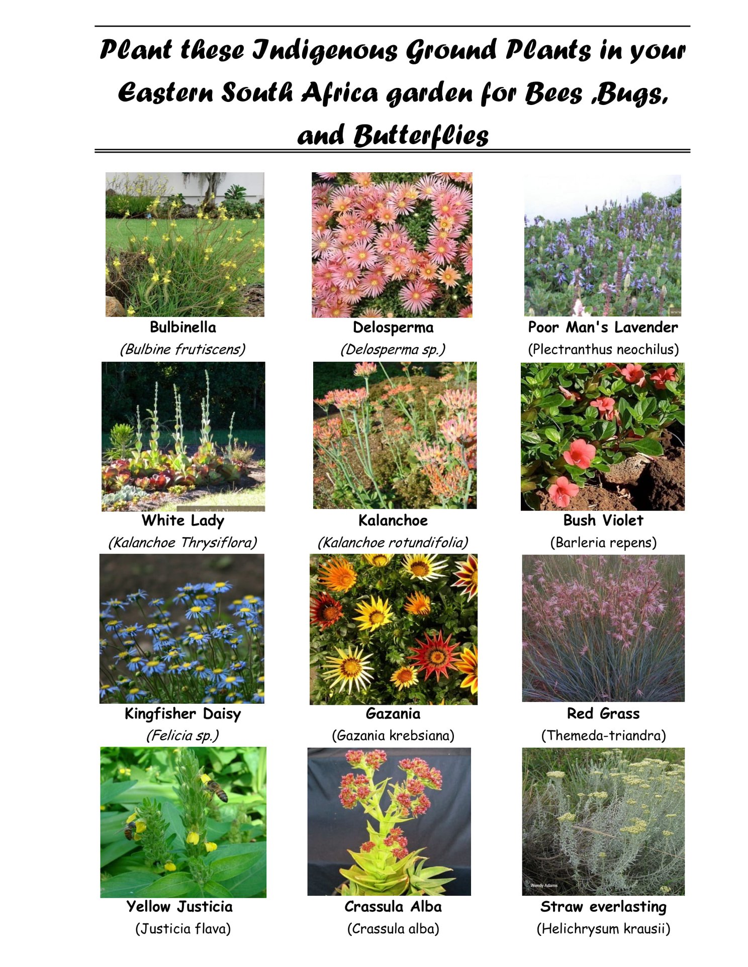 Amateur South African Botanist Do Yourself a Favour Plant a Sickle