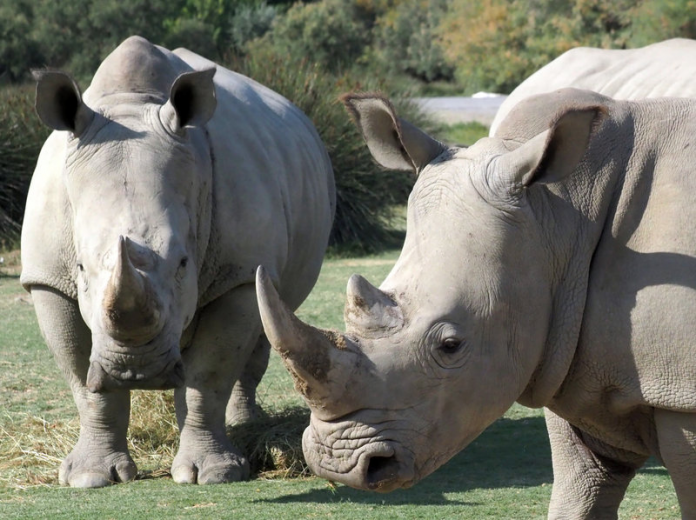south-african-rhino-statistics