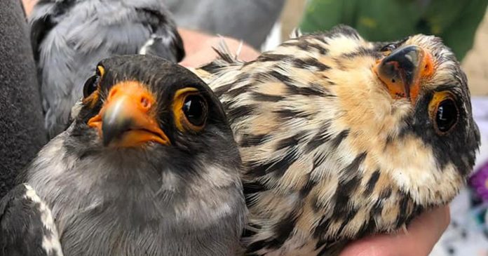 falcon-birds