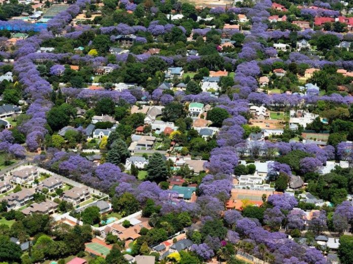jacaranda-above-not-ours-900x675