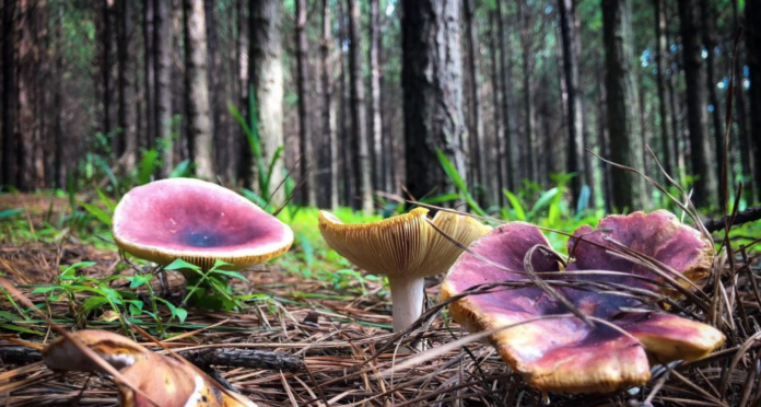 magical-mushrooms-world-heritage-site-south-africa