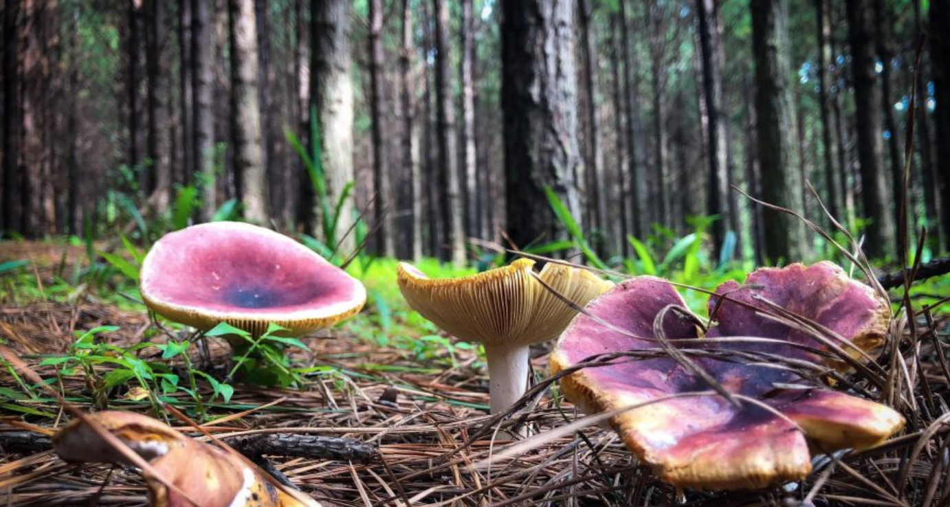 PHOTOS Magical Mushrooms in Barberton's World Heritage Makhonjwa