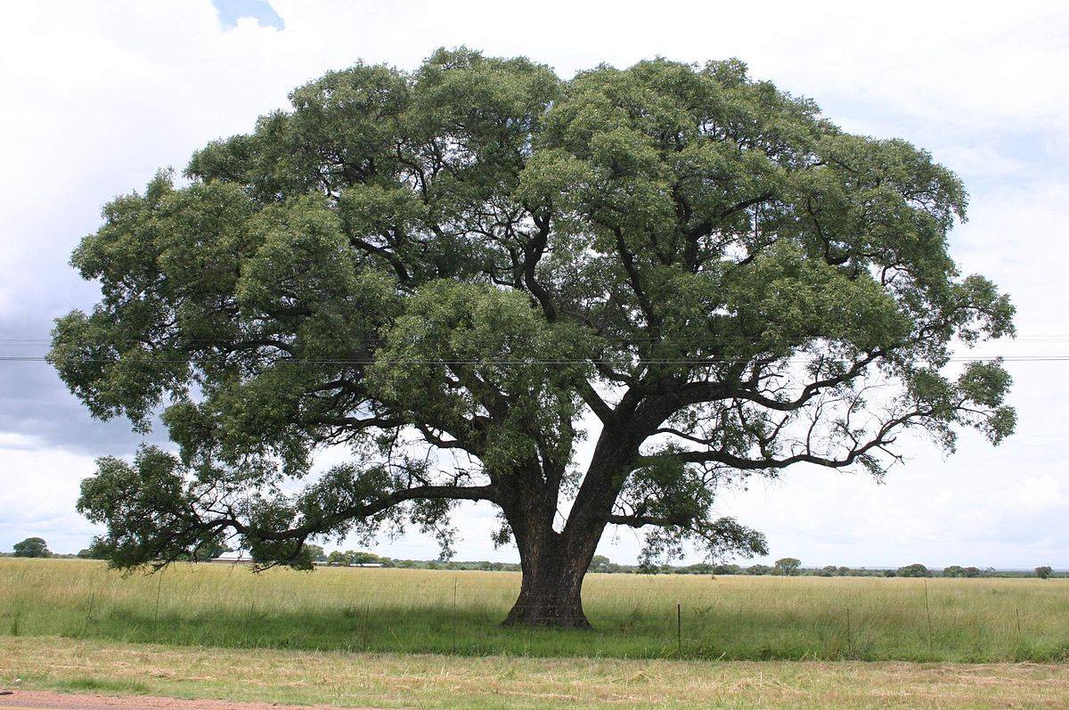 Marula Tree With Roots Amateur SA Botanist: Do Yourself a Favour and Plant a Marula in Your ...