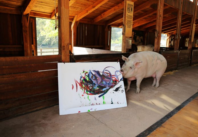 FILE PHOTO: Pigcasso, a rescued pig, paints on a canvas at the Farm Sanctuary in Franschhoek